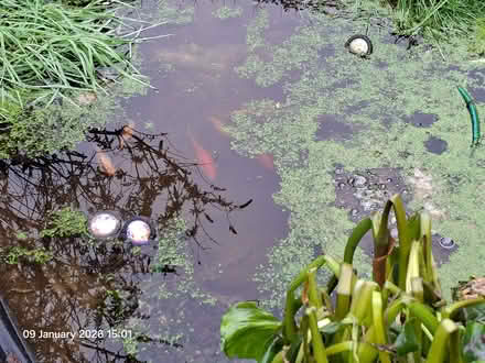 Photo of free Goldfish (Ellesmere Port CH65) #2