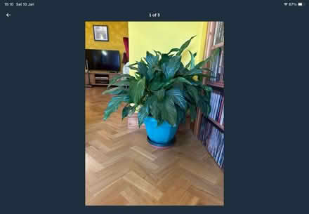 Photo of free Plant (Salisbury, SP2) #2