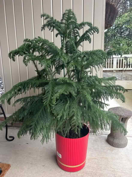 Photo of free Living Norfolk pine tree (Hillandale in Silver Spring) #1