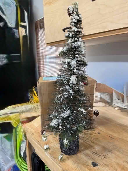 Photo of free Cute table top evergreen (NE Vienna) #2