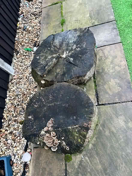 Photo of free Ash tree stumps (Feltham TW14) #1