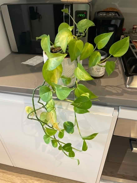 Photo of free Pothos (I think Golden Pothos) (Greenwich SE10) #1