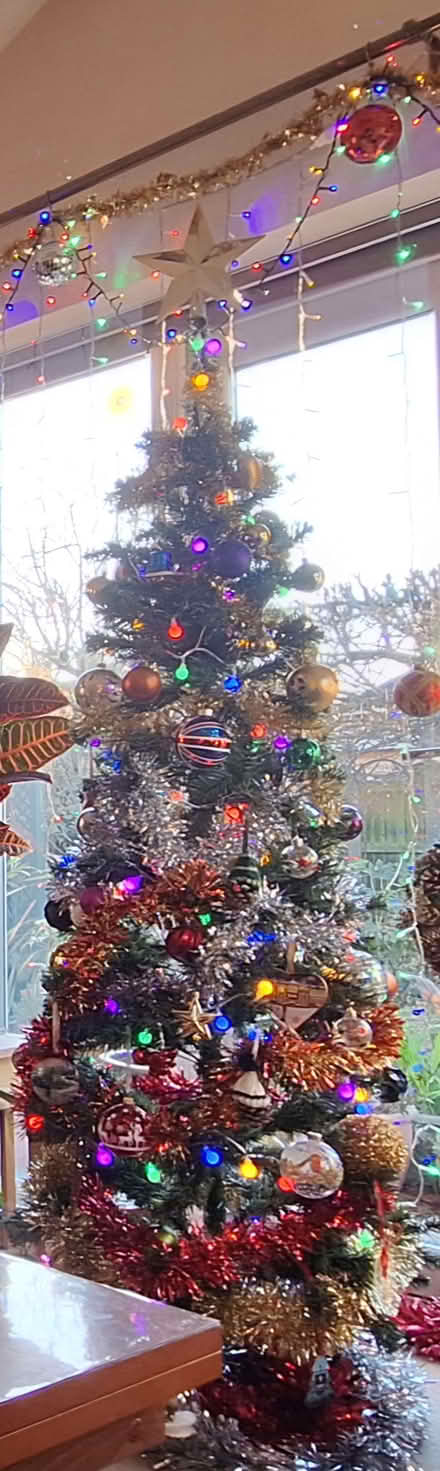 Photo of free Christmas Tree (Stotfold SG5) #1