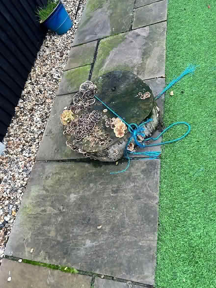 Photo of free Ash tree stumps (Feltham TW14) #2