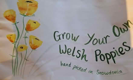Photo of free Welsh Poppy Seeds (Walton-on-Thames KT12) #1