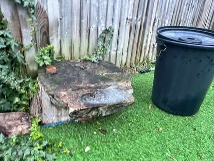 Photo of free Ash tree stumps (Feltham TW14) #3