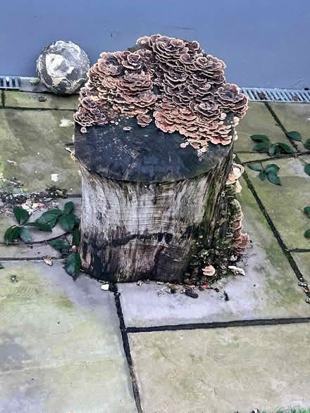 Photo of free Ash tree stumps (Feltham TW14) #4