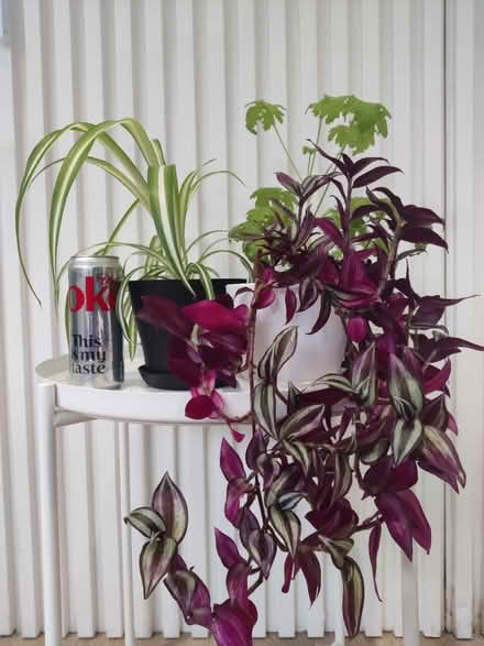 Photo of free 3 x House Plants (Blackrock) #1