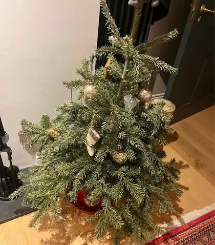 Photo of free Potted Christmas tree for garden (Hampstead NW3) #1