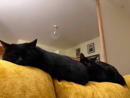 Photo of Cat food (Haydon Wick SN25) #1