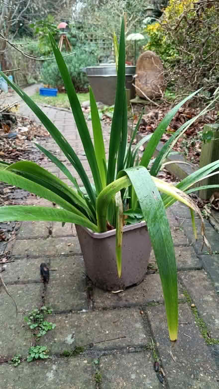 Photo of free Iris Plant (Stanford le hope, SS17) #1