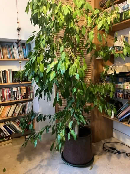 Photo of free Large weeping fig house plant (Dorking RH4) #1