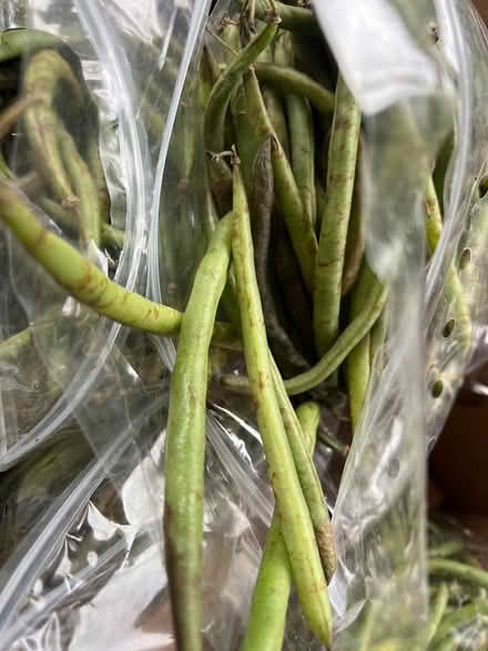 Photo of free Bags of fresh green beans (Lake City/Meadowbrook) #1