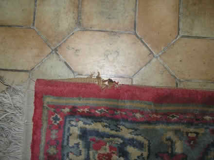 Photo of free Floor Rug (Upper Bourne GL5) #2