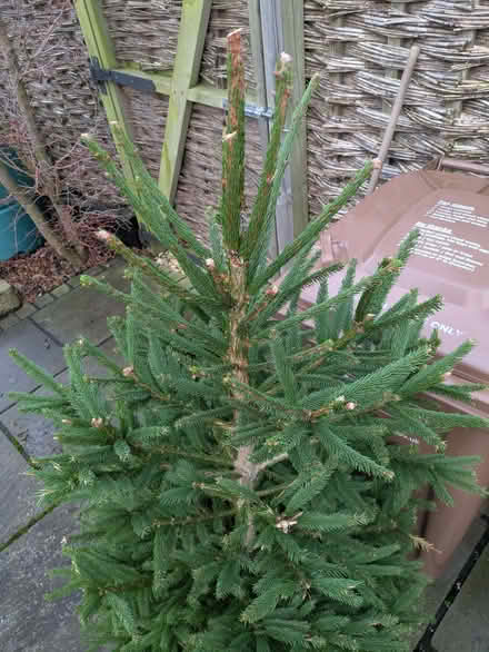 Photo of free Live Xmas tree in a pot (Lower Wick WR2) #3