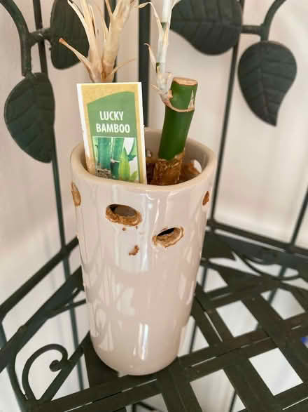 Photo of free Lucky bamboo plant (South Downers Grove near YMCA) #2