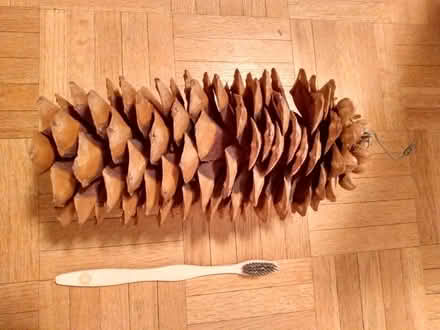 Photo of free Big pine cone (South Keys) #1