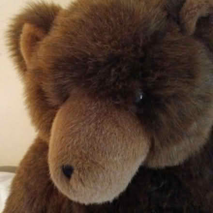 Photo of free Giant brown bear soft toy (Crawley RH10) #4