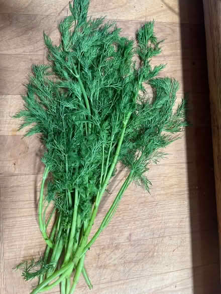 Photo of free Bunches of dill (Lake City/Meadowbrook) #1