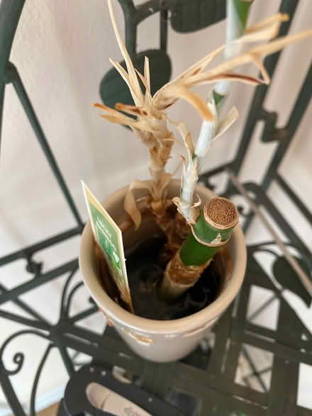 Photo of free Lucky bamboo plant (South Downers Grove near YMCA) #3