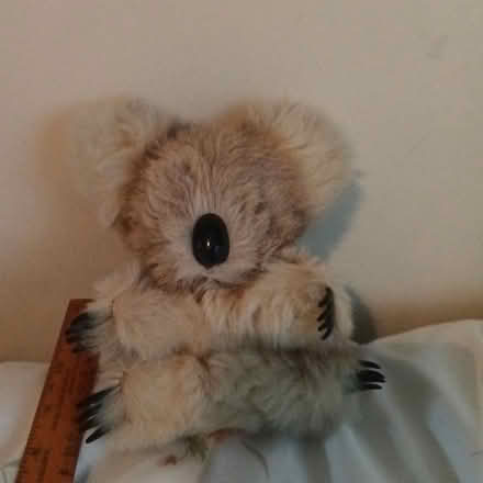 Photo of free Koala bear soft toy (Crawley RH10) #1