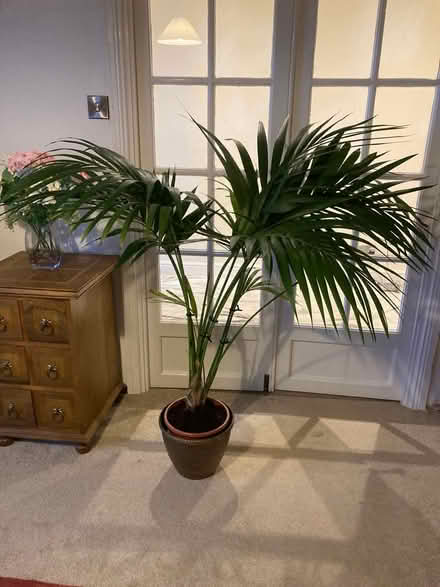 Photo of free Large palm plant (Crook) #1