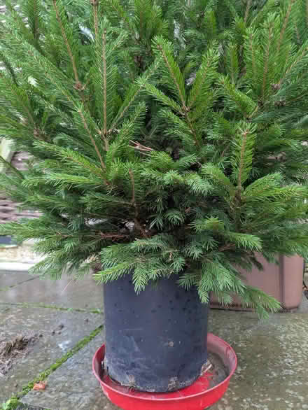 Photo of free Live Xmas tree in a pot (Lower Wick WR2) #2