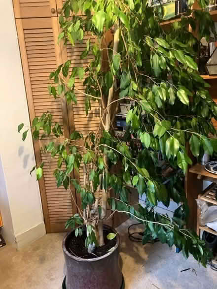 Photo of free Large weeping fig house plant (Dorking RH4) #3