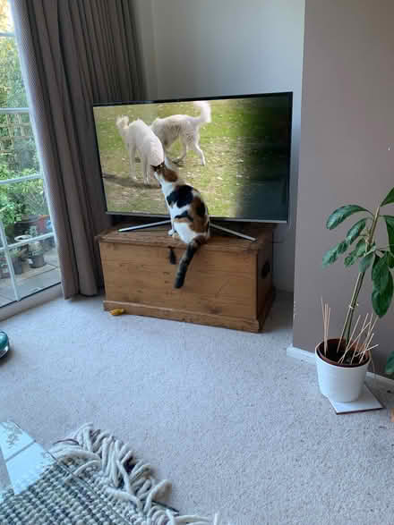 Photo of free Samsung smart TV (Aldridge WS9) #1