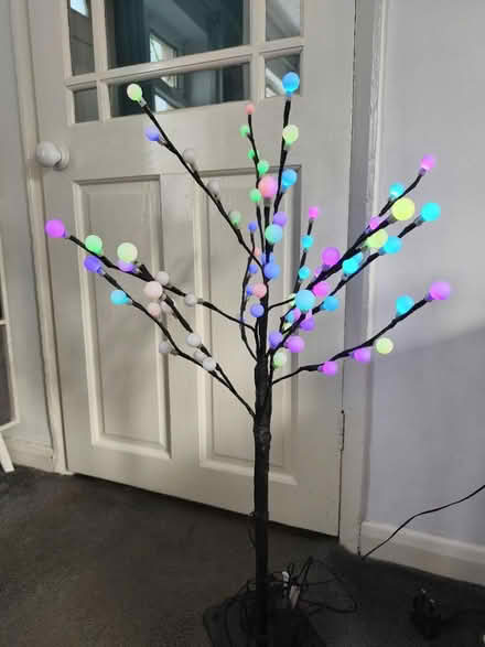 Photo of free Tree (Loughborough LE11) #3