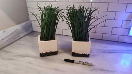 Photo of free 2 fake green grass plants (Midtown/Boulevard Park) #1