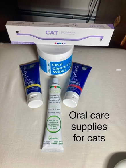 Photo of free Cat Oral Care Products (Belmont, MA) #1