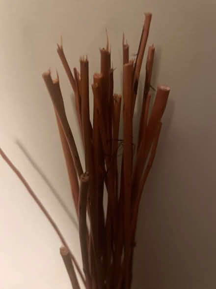 Photo of free Weaving willow (TA8 burnham on sea) #2