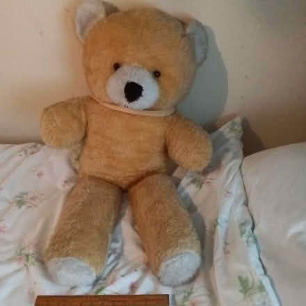 Photo of free Giant golden bear (Crawley RH10) #1