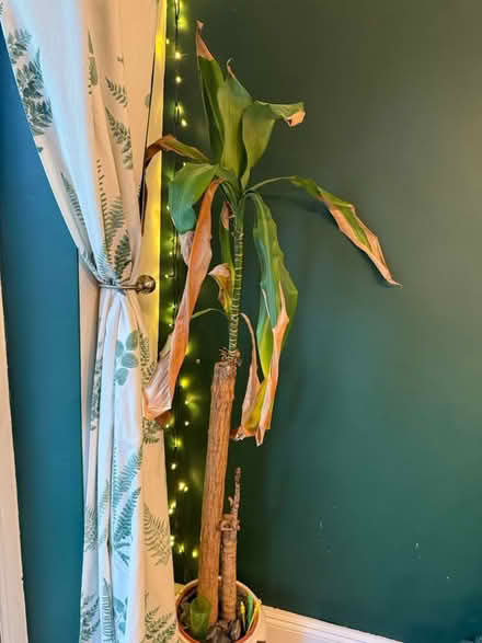 Photo of free Yucca palm (Offerton SK2) #1