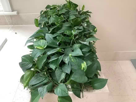 Photo of free House plant (Newtown Square -) #1