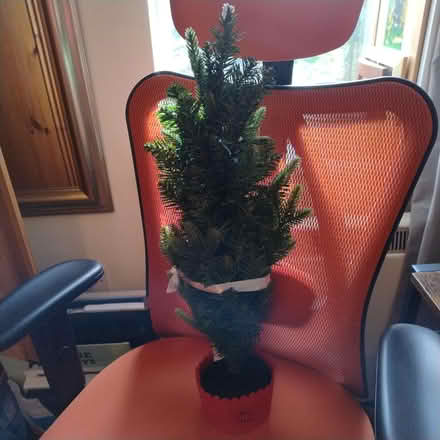 Photo of free Christmas stuff (S11 Brincliffe) #2