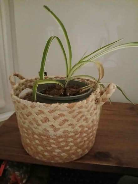 Photo of free Spider plant (SW2) #1