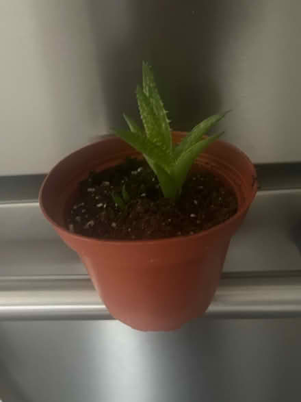 Photo of free Mini aloe plant (Ridley Park) #1