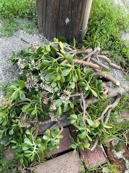 Photo of free Jade plant cuttings (Oakland) #1