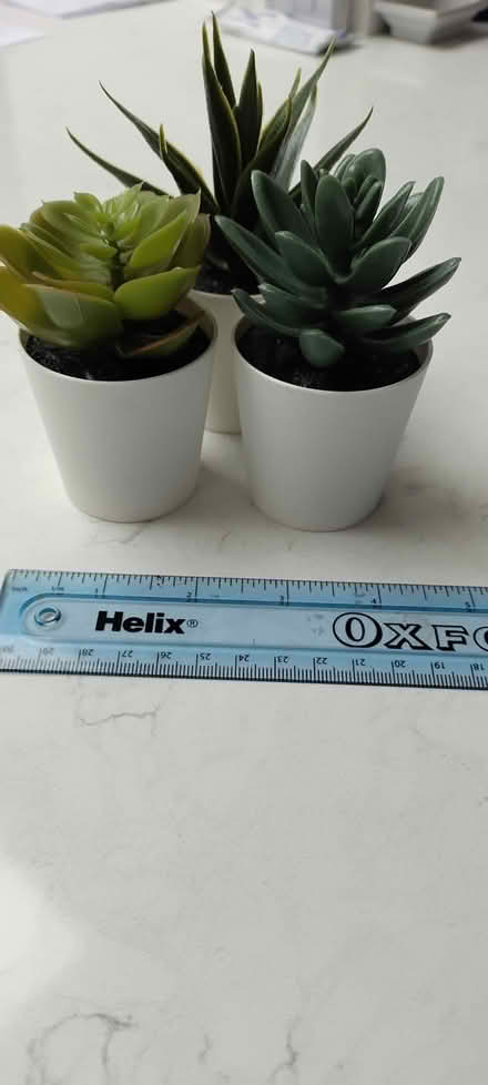 Photo of free Three plastic succulents in pots (Ealing W5) #2