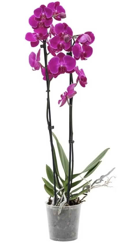 Photo of orchid plants (SK8 Cheadle) #1