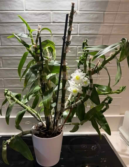 Photo of free Orchid (Ringmer BN8) #1