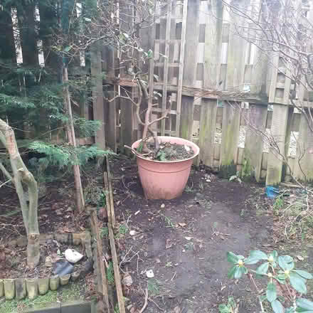 Photo of free Rhododendron/Azalea in pot (Livingston EH54) #1