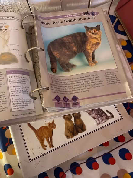 Photo of free Cats facts file x 2 (Crystal Palace SE19) #4