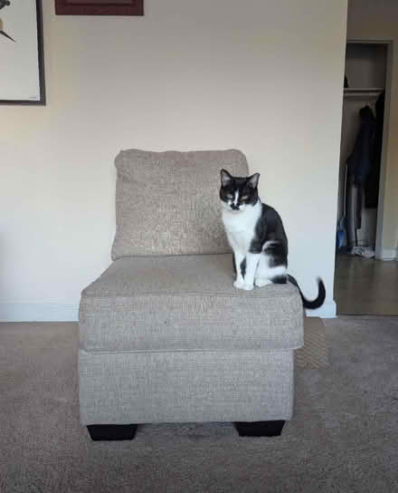 Photo of free Couch Sectional (Gallows Road / Vienna) #1