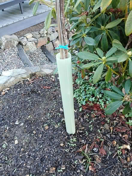 Photo of free Sapling protectors (PL15 Boyton, Launceston) #2