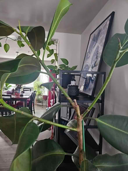 Photo of free Rubber tree branches (Himes Ave area Frederick) #1