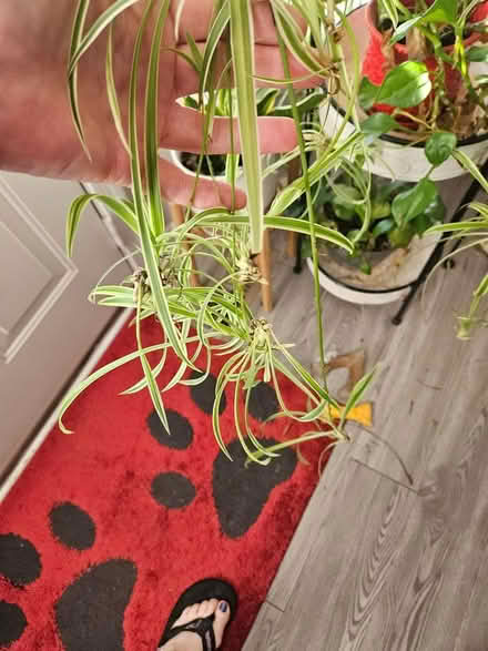 Photo of free Spider plant babies (Himes Ave area Frederick) #1
