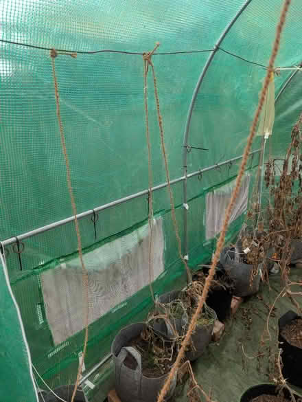 Photo of free Green house and planters (SW19 8HD) #1